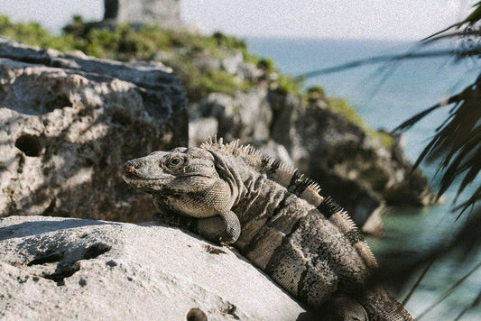 TULUM: THE CARIBBEAN PARADISE FOR BOHEMIAN SPIRITS